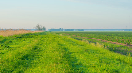 Path along a field in spring