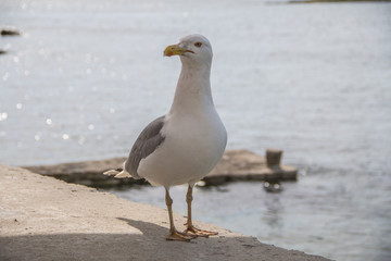 Möwe am Meer