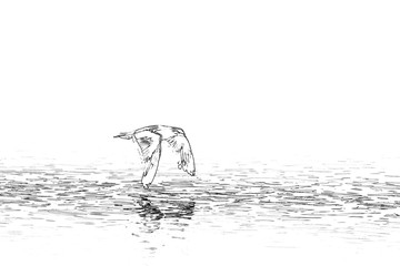 Obraz premium Seagull over water.