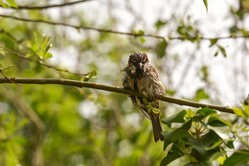 Kleiner Spatz im Gebüsch