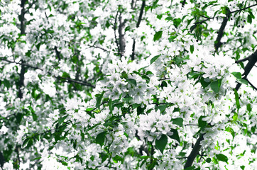 White flowers on branches of blooming apple tree.