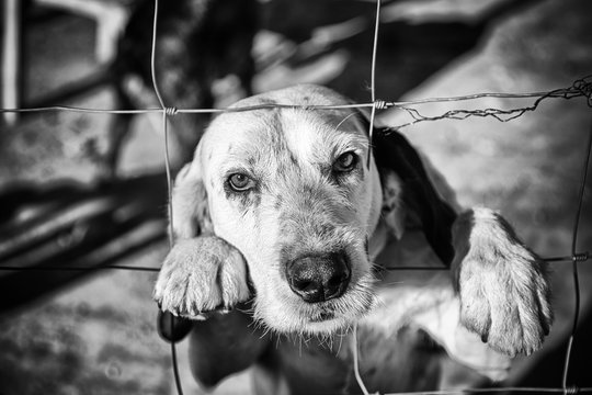 Dog Abandoned Behind Bars