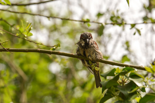 Kleiner Spatz im Geb&uuml;sch