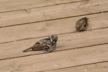 Spatzen trocknen ihr Gefieder