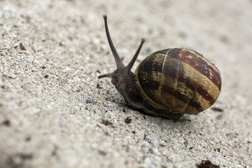 garden snail