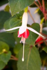 Beautiful fuchsia flower