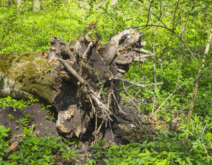 The root of a tree in a spring forest.