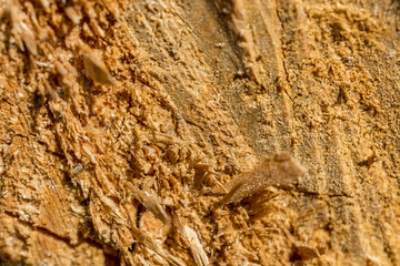 Cut wood texture
