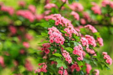 Obraz premium Midland Hawthorn, English (Crataegus oxyacantha/laevigata) blossom. Medical herb series.