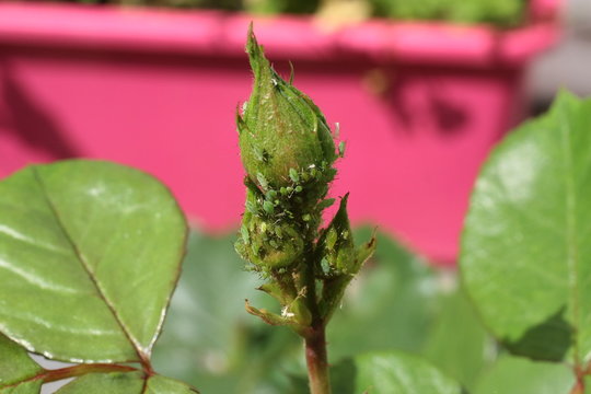 Puceron des pousses de rosier (Macrosiphum rosae)