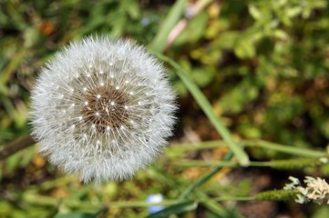 Dandelion in the garden