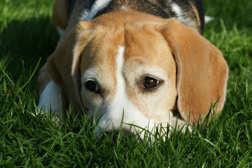 Beagle Hund liegt aufmerksam auf einer Wiese
