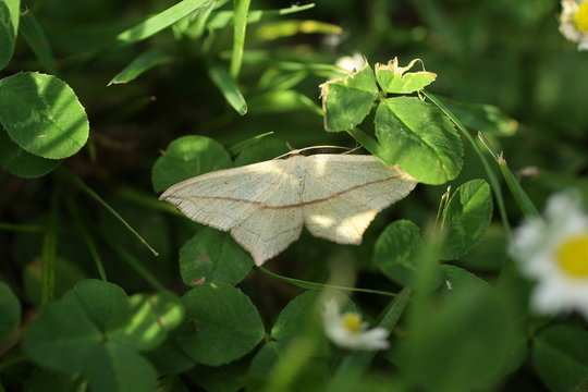 Timandre aim&eacute;e --- Talisman (Timandra comae)