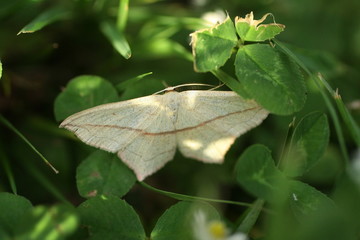 Timandre aimée --- Talisman (Timandra comae)