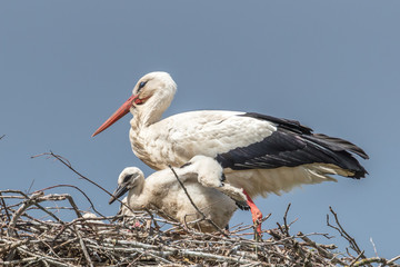 störche im nest