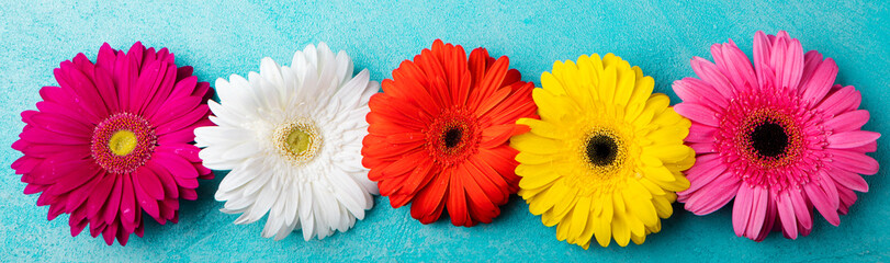 Colorful gerbera flowers Blue background. Top view