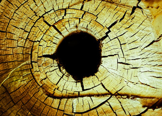 hole in black stump of the old tree beautifully textured old concentric circles