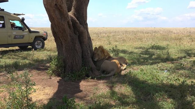 Фотосъемка африканского льва. Путешествие по африканской саванне. Танзания.