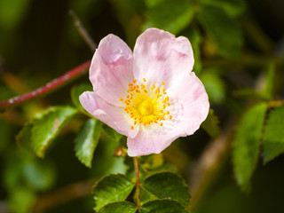Obraz premium Rosa canina - Wild rose on blooming in springtime
