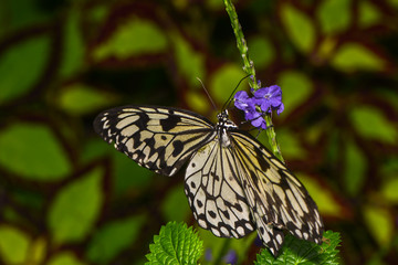 Weiße Baumnymphe saugt Nektar an einer Blüte