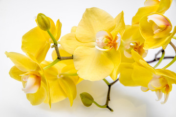 Fototapeta na wymiar Branch yellow Orchid lying on white glass 