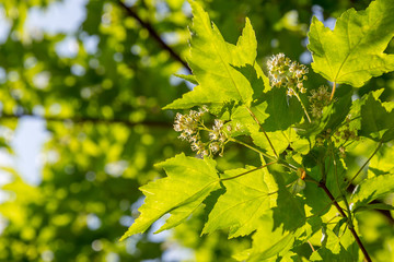 Tatarian maple (Acer tataricum.) in blossom. Trees in blossom series.