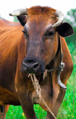 cow red stands on the background of the milky sky looks smart dark eyes threatened with beautiful horns with soft, rough coat and large nostrils  green rural landscape with lush grass