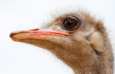 ostrich young with a long neck watching intently large beautiful eyes with bright, strong beak and gray feathers on a white background