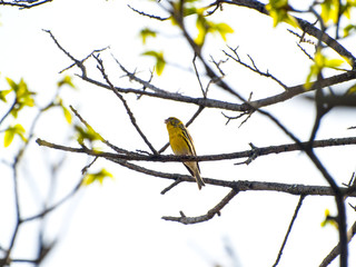 Spinus spinus - Eurasian siskin singing on a tree on springtime