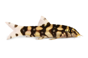 Burmese border loach catfish polka dot loach Botia kubotai aquarium fish 