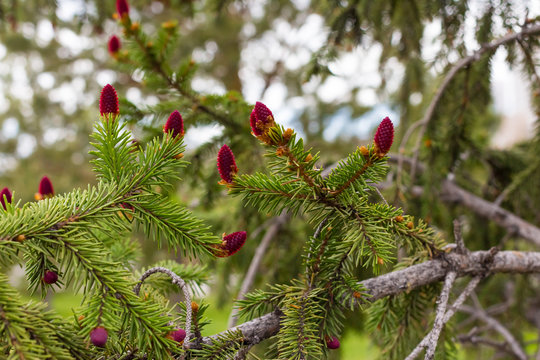 young red pine on a branch with green needles of a pine cone close-up