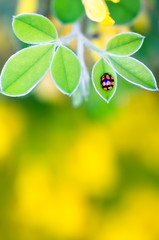 Tiny Ladybug on Leaves, Close Up with Vibrant Colors