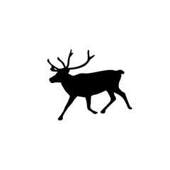 Deer on white background