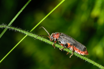 Cantharis fusca, insect on a green leaf