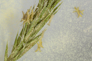 pollen, grass - allergens microscopic photo