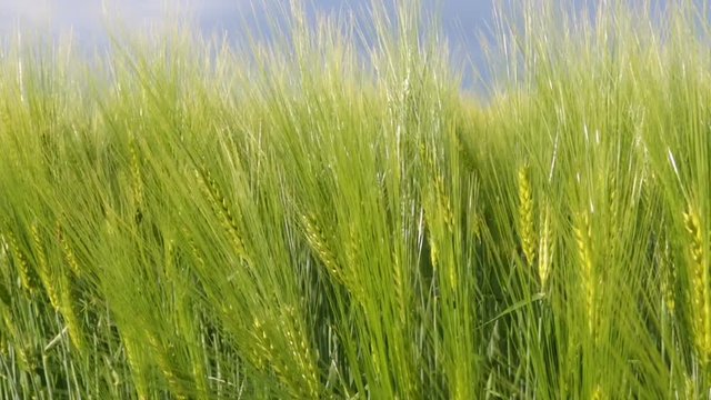 Field of wheat and barley in Breeze. Cereals Crop in Agriculture Land. Selective focus