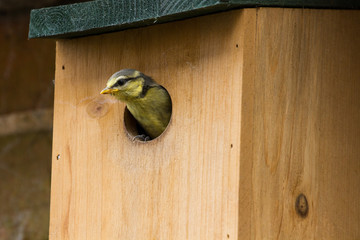 Juvenile Blue Tit (Cyanistes Caerules) fledging from nest box