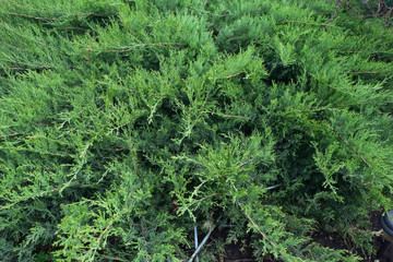 Fototapeta premium A tree of coniferous species.