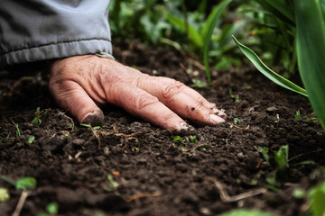 A female old hand on soil-earth. Close-up. Concept of old age-youth, life, health, nature - 155545840