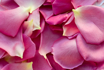 Seamless background  with petals of pink roses