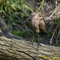 Hamerkop scopus umbretta bird in sunlight in Spring on riverbank