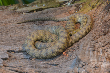 Würfelnatter auf einem Baumstamm