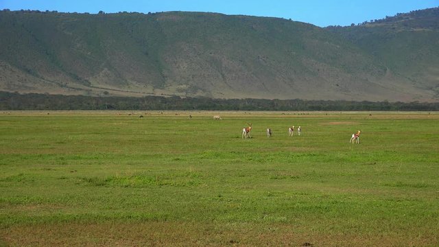 Пара белых носорогов в кратере Нгоронгоро. Путешествие по африканской саванне. Танзания.