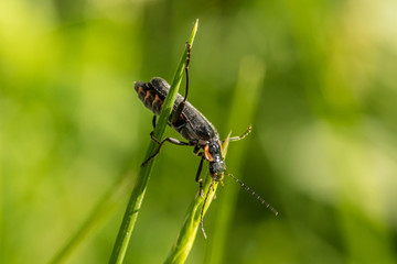 käfer