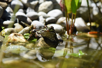 Frosch