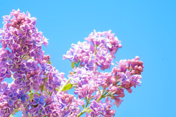 lilac Bush violet pink lilac spring blooms with large flowers with white sun light on the background of a clear cloudless blue sky
