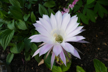 Obraz premium zarte Kaktusblüte