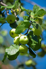 .apples in an Apple orchard on the branch of a sour-sweet Apple trees of green red color with green leaves on the background of the bright blue sky