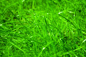 grass background of lush spring lawn grass the bright sunlight of a summer day