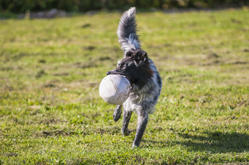 Fototapeta na wymiar chien avec balle de rugby
